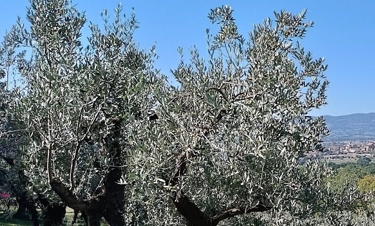 Colline di Spello